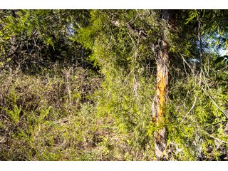 Property photo 52 - LAKE McMURTRY TROPHY WHITETAIL, RECREATIONAL LAND & PRODUCING MINERALS AUCTION
