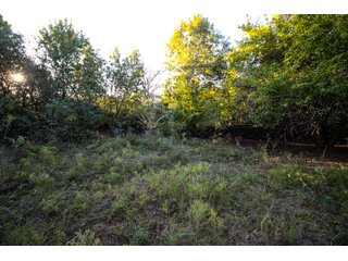 Property photo 53 - LAKE McMURTRY TROPHY WHITETAIL, RECREATIONAL LAND & PRODUCING MINERALS AUCTION