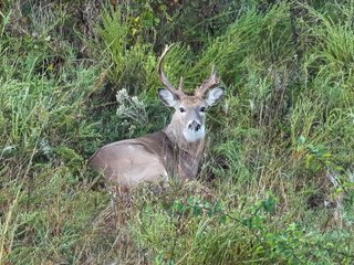 Property photo 74 - LAKE McMURTRY TROPHY WHITETAIL, RECREATIONAL LAND & PRODUCING MINERALS AUCTION