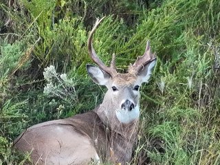 Property photo 73 - LAKE McMURTRY TROPHY WHITETAIL, RECREATIONAL LAND & PRODUCING MINERALS AUCTION