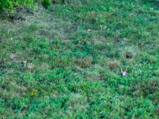 Property photo 63 - LAKE McMURTRY TROPHY WHITETAIL, RECREATIONAL LAND & PRODUCING MINERALS AUCTION