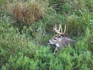 Property photo 72 - LAKE McMURTRY TROPHY WHITETAIL, RECREATIONAL LAND & PRODUCING MINERALS AUCTION
