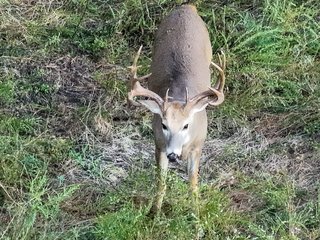 Property photo 71 - LAKE McMURTRY TROPHY WHITETAIL, RECREATIONAL LAND & PRODUCING MINERALS AUCTION