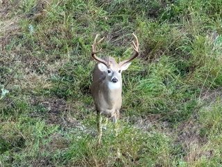 Property photo 70 - LAKE McMURTRY TROPHY WHITETAIL, RECREATIONAL LAND & PRODUCING MINERALS AUCTION