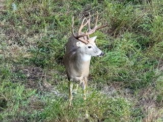 Property photo 69 - LAKE McMURTRY TROPHY WHITETAIL, RECREATIONAL LAND & PRODUCING MINERALS AUCTION