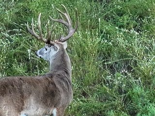 Property photo 68 - LAKE McMURTRY TROPHY WHITETAIL, RECREATIONAL LAND & PRODUCING MINERALS AUCTION