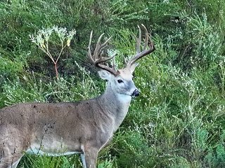 Property photo 67 - LAKE McMURTRY TROPHY WHITETAIL, RECREATIONAL LAND & PRODUCING MINERALS AUCTION