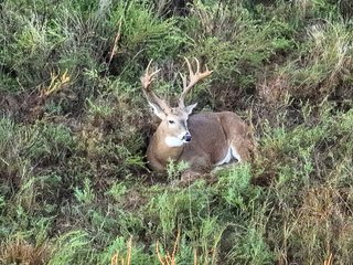 Property photo 66 - LAKE McMURTRY TROPHY WHITETAIL, RECREATIONAL LAND & PRODUCING MINERALS AUCTION