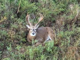 Property photo 65 - LAKE McMURTRY TROPHY WHITETAIL, RECREATIONAL LAND & PRODUCING MINERALS AUCTION