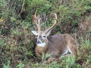 Property photo 64 - LAKE McMURTRY TROPHY WHITETAIL, RECREATIONAL LAND & PRODUCING MINERALS AUCTION