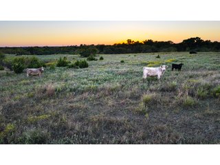 Property photo 21 - LAKE McMURTRY TROPHY WHITETAIL, RECREATIONAL LAND & PRODUCING MINERALS AUCTION