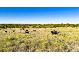 Property photo 20 - LAKE McMURTRY TROPHY WHITETAIL, RECREATIONAL LAND & PRODUCING MINERALS AUCTION