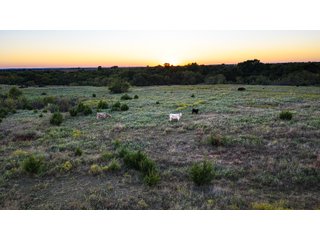 Property photo 22 - LAKE McMURTRY TROPHY WHITETAIL, RECREATIONAL LAND & PRODUCING MINERALS AUCTION