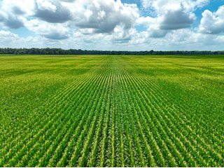 Property photo 29 - FARMLAND AUCTION - 241.5+/-ACRES OFFERED IN 4 TRACTS IN SULLIVAN COUNTY, INDIANA
