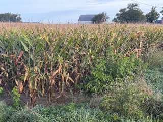 Property photo 23 - LAND AUCTION - 150+/-ACRES OFFERED IN 6 TRACTS IN ALLEN COUNTY, INDIANA