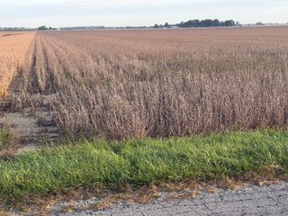 Property photo 27 - LAND AUCTION - 150+/-ACRES OFFERED IN 6 TRACTS IN ALLEN COUNTY, INDIANA