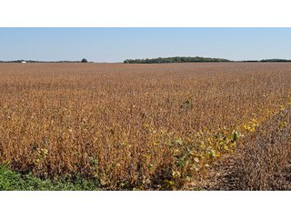 Property photo 44 - MAJOR LAND AUCTION - 701+/-ACRES OFFERED IN 23 TRACTS IN WILLIAMS COUNTY, OHIO
