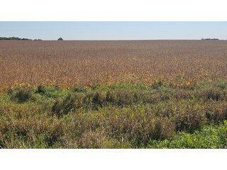 Property photo 63 - MAJOR LAND AUCTION - 701+/-ACRES OFFERED IN 23 TRACTS IN WILLIAMS COUNTY, OHIO