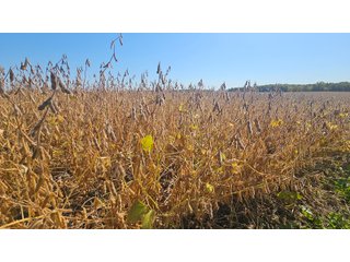 Property photo 81 - MAJOR LAND AUCTION - 701+/-ACRES OFFERED IN 23 TRACTS IN WILLIAMS COUNTY, OHIO