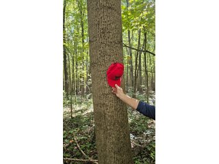 Property photo 111 - MAJOR LAND AUCTION - 701+/-ACRES OFFERED IN 23 TRACTS IN WILLIAMS COUNTY, OHIO