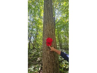 Property photo 108 - MAJOR LAND AUCTION - 701+/-ACRES OFFERED IN 23 TRACTS IN WILLIAMS COUNTY, OHIO
