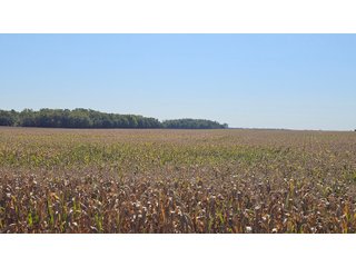 Property photo 135 - MAJOR LAND AUCTION - 701+/-ACRES OFFERED IN 23 TRACTS IN WILLIAMS COUNTY, OHIO